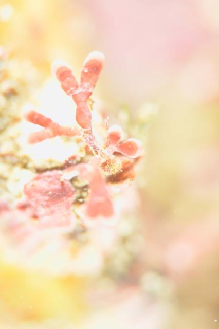 ボートにビーチダイビング！