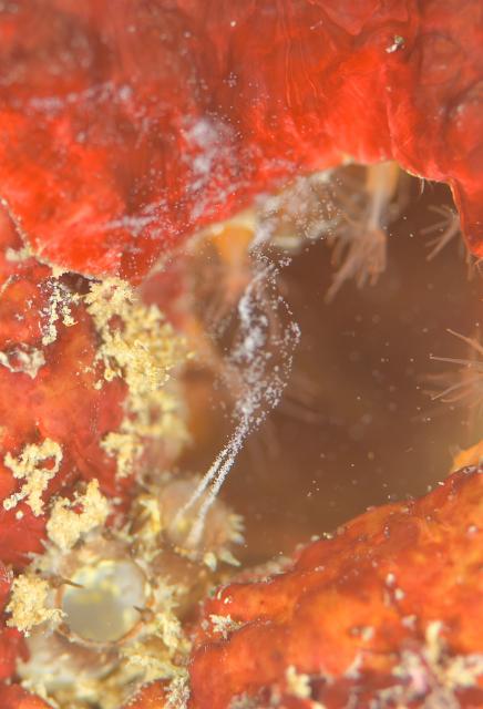 ボートにビーチダイビング！