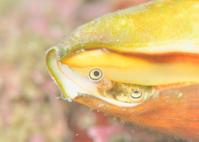 ボートにビーチダイビング！