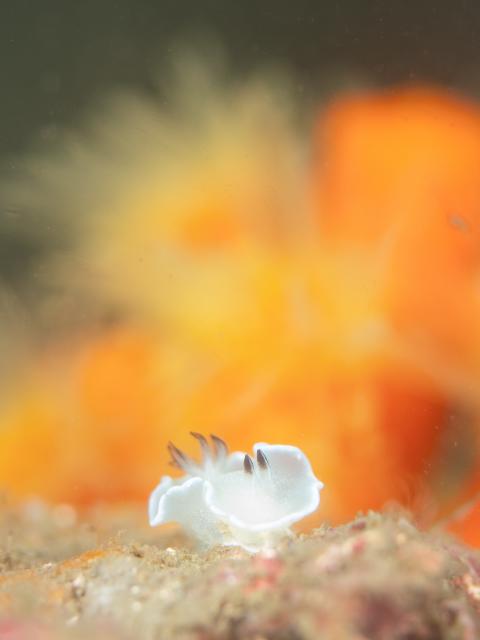 風が上がる前に