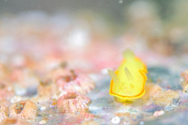 風が上がる前に