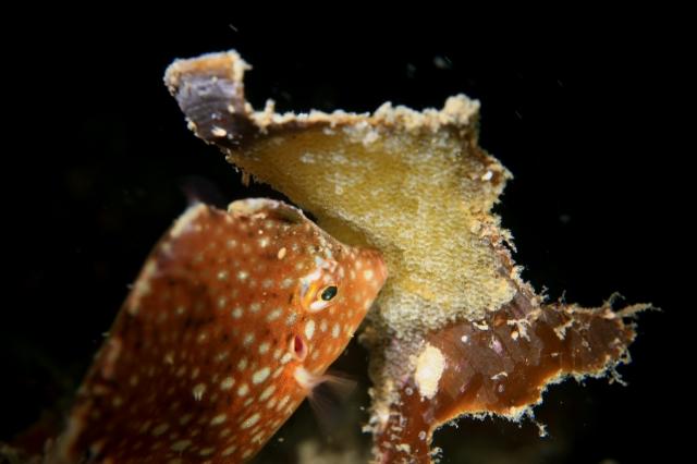 フォト講座にファンダイビングに賑やかでした