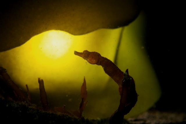 フォト講座にファンダイビングに賑やかでした