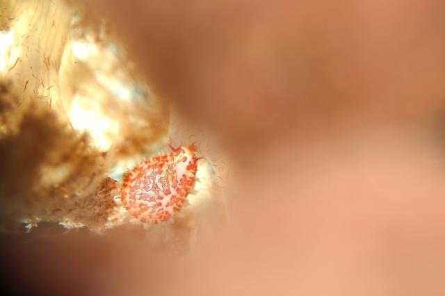 フォト講座にファンダイビングに賑やかでした