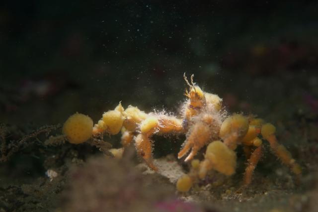 フォト講座にファンダイビングに賑やかでした