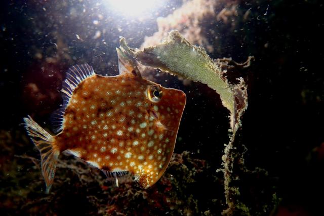 フォト講座にファンダイビングに賑やかでした