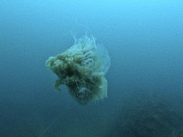 フォト講座にファンダイビングに賑やかでした