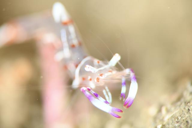 フォト講座にファンダイビングに賑やかでした