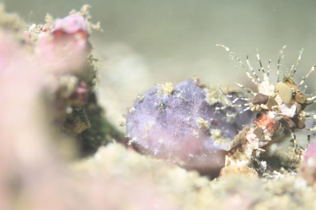 フォト講座にファンダイビングに賑やかでした