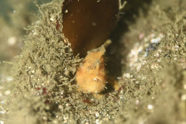 フォト講座にファンダイビングに賑やかでした