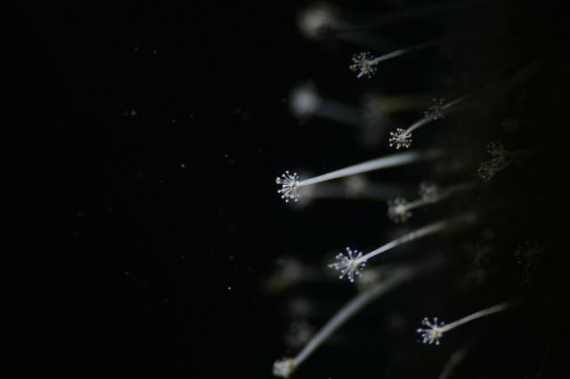 フォト講座にファンダイビングに賑やかでした