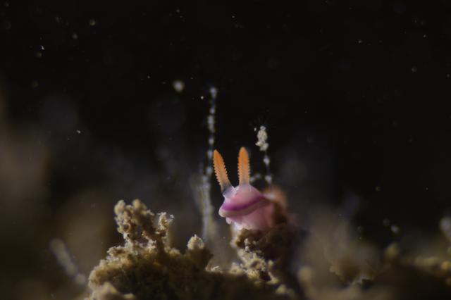 フォト講座にファンダイビングに賑やかでした