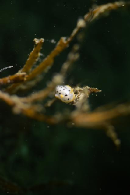 フォト講座にファンダイビングに賑やかでした