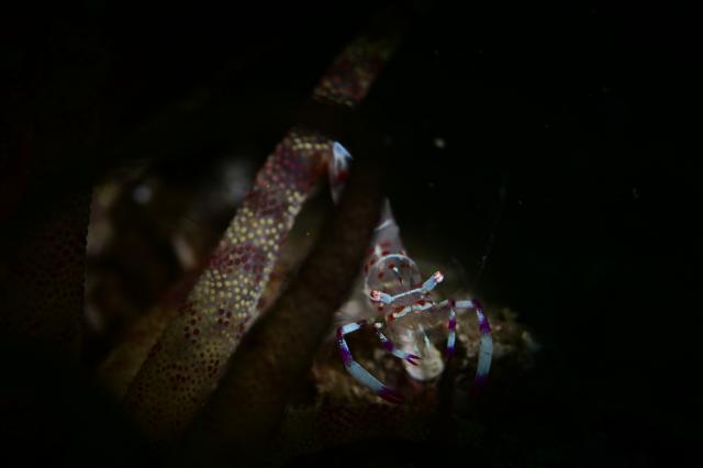 フォト講座にファンダイビングに賑やかでした