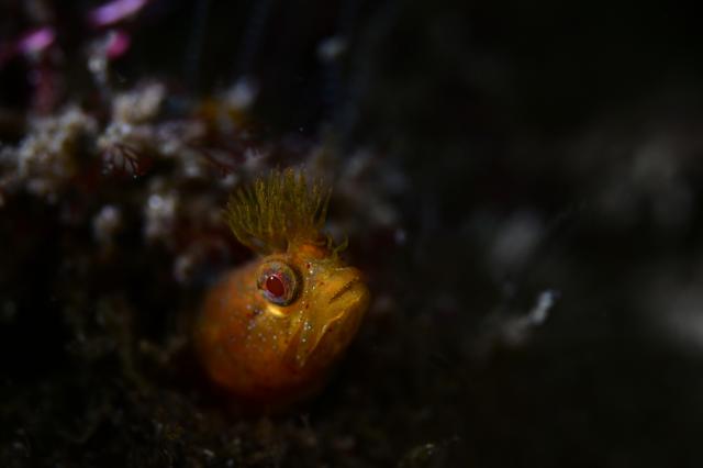 フォト講座にファンダイビングに賑やかでした