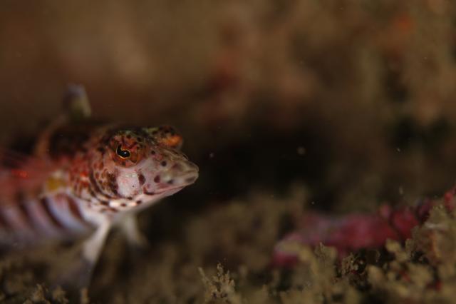 フォト講座にファンダイビングに賑やかでした