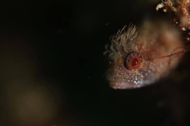 フォト講座にファンダイビングに賑やかでした