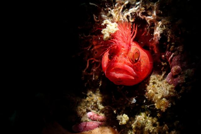 スヌート撮影！