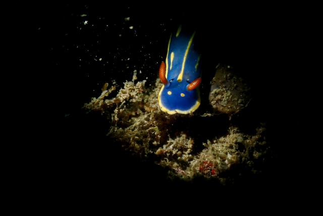 スヌート撮影！