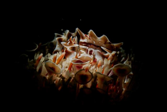 スヌート撮影！