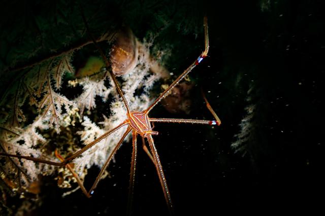 スヌート撮影！