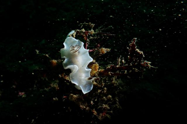 スヌート撮影！