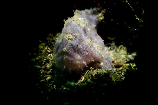 スヌート撮影！