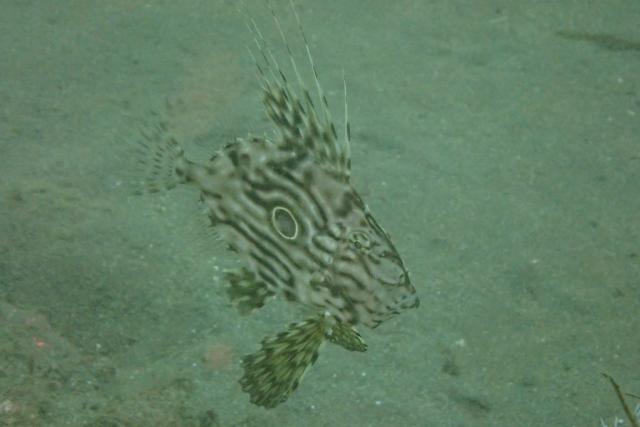 平日のんびりマンツーマンダイビング！