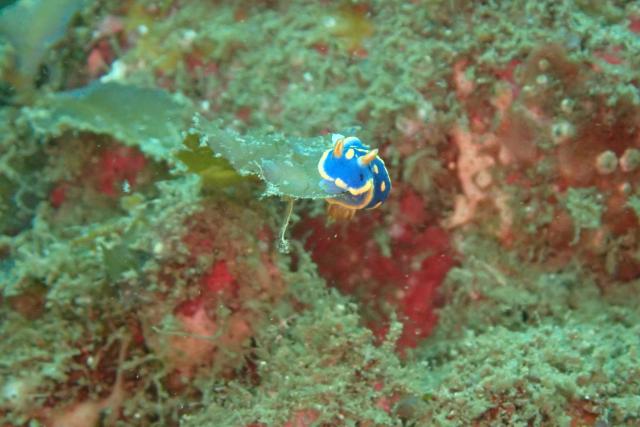 平日のんびりマンツーマンダイビング！