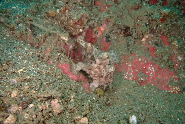 平日のんびりマンツーマンダイビング！