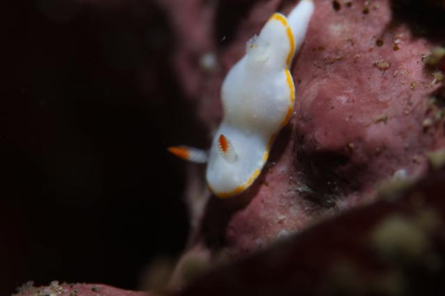 水温上昇！透視度高め！！