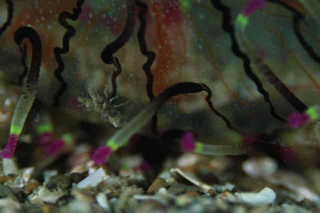 水温上昇！透視度高め！！