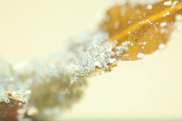 水温上昇！透視度高め！！