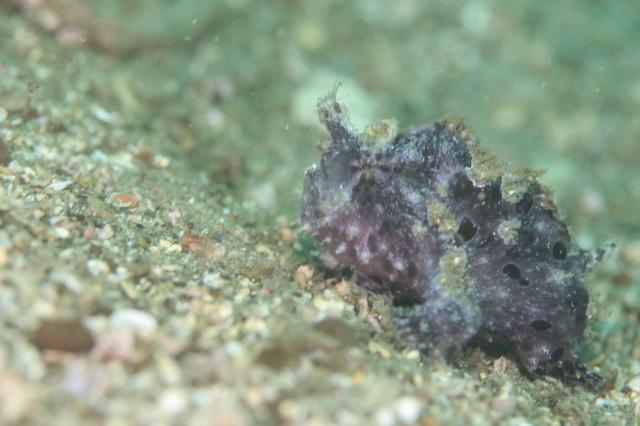 今日はのんびり週末ダイビング！！