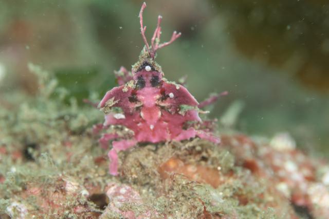 今日はのんびり週末ダイビング！！