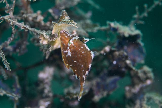 今日はのんびり週末ダイビング！！