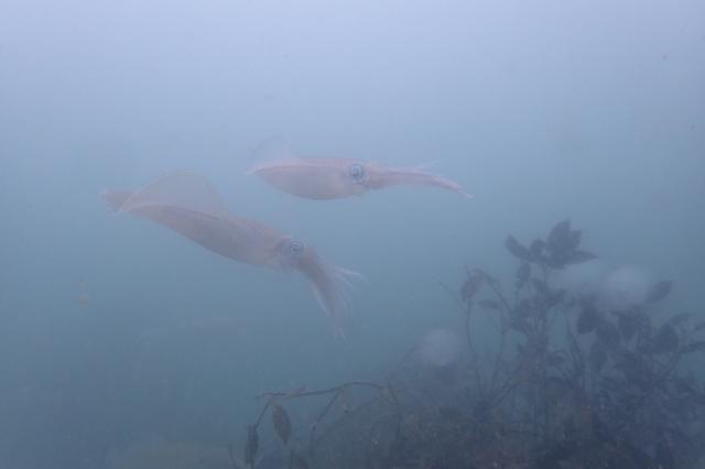 急遽　城ヶ島へ