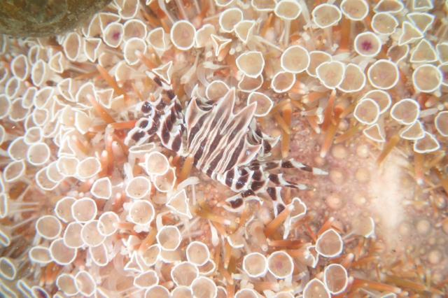 急遽　城ヶ島へ