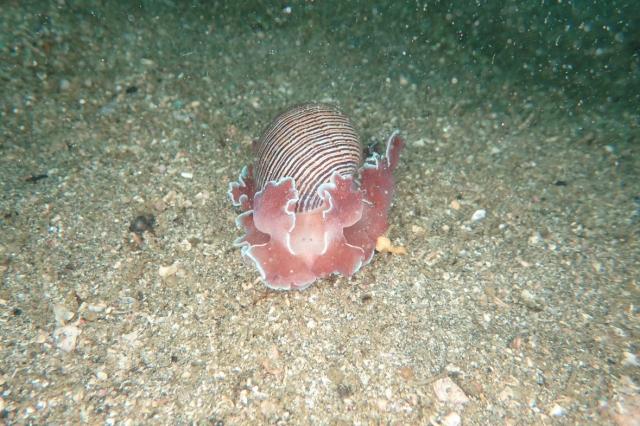 急遽　城ヶ島へ
