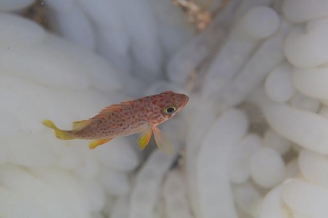 水中は平和そのもの