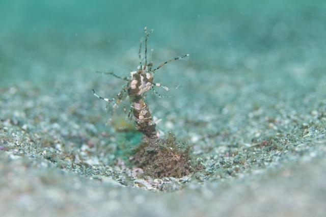 水中は平和そのもの