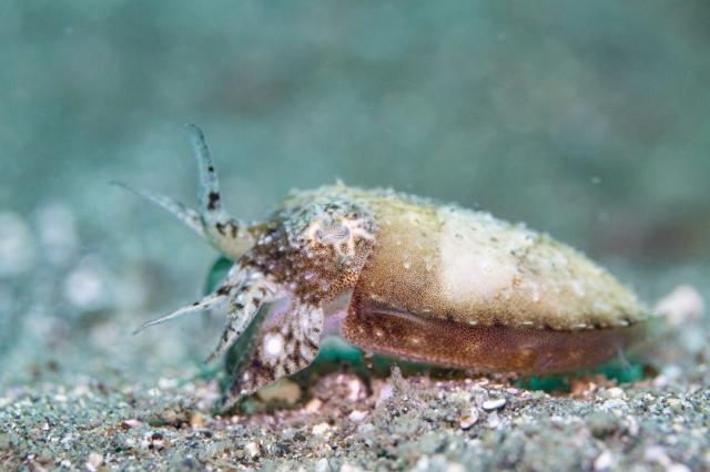 水中は平和そのもの