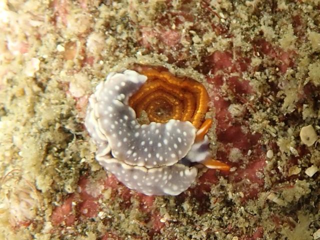 水中は平和そのもの