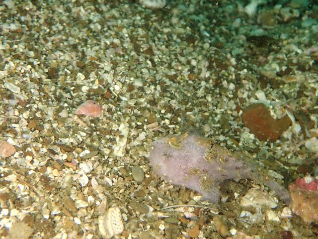 水中は平和そのもの