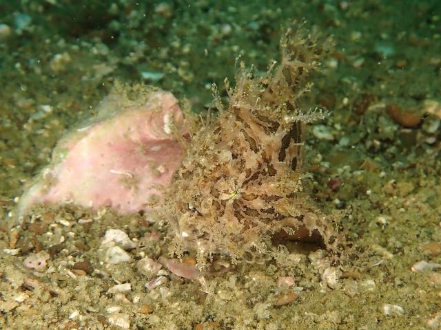 水中は平和そのもの