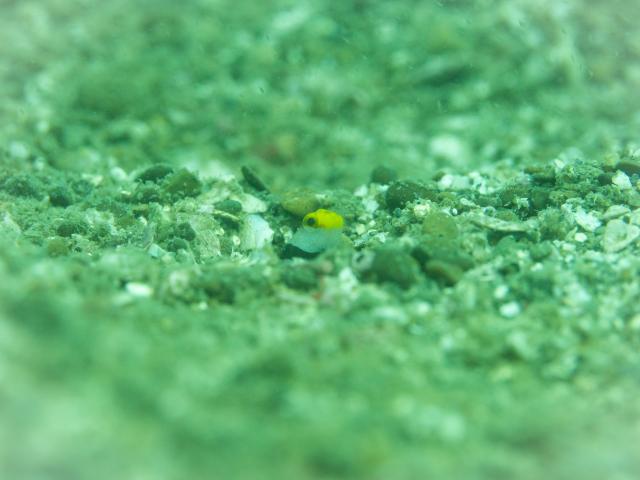 ベタ凪！快晴！