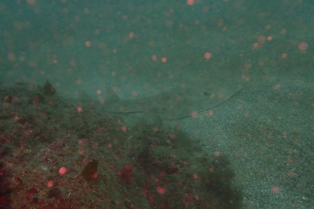 ベタ凪！快晴！