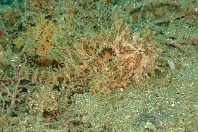 ベタ凪！快晴！