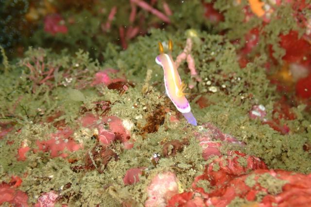 ベタ凪！快晴！