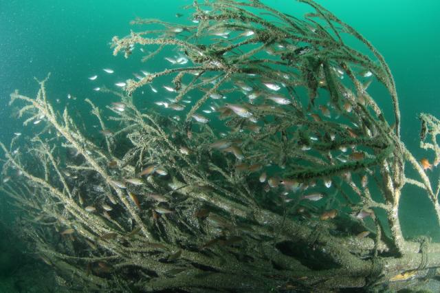 今日はイカに集中！